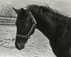 Kerrymor Top Secret in 1982. Kerrymor Top Secret in 1982.