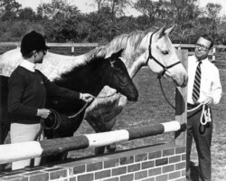 Kerrymor Top Secret with his dam, Gilnocky Carousel, in 1981. Kerrymor Top Secret with his dam, Gilnocky Carousel, in 1981.