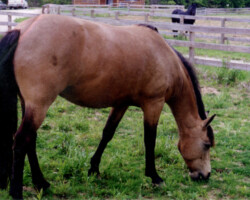 Tullymor's Tiger Nelly grazing in 1999. Tullymor's Tiger Nelly grazing in 1999.