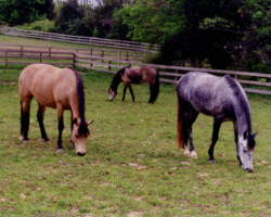 Tullymor's Tiger Nelly grazing with pasture mates in 1999.