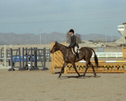 Kerrymor Lady Diana competes with Terry McKenna in 1987 in Goodyear, Arizona.