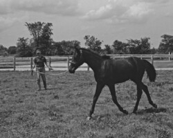 Kerrymor Top Secret is lunged at age 1 by Susan Baginski in 1982. Kerrymor Top Secret is lunged at age 1 by Susan Baginski in 1982.