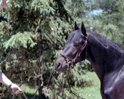 Lynfields Kiltuck, a black Connemara stallion, poses at age 3 in 1978 at Otis Brown Stables with Joe McKenna getting his attention. Lynfields Kiltuck, a black Connemara stallion, poses at age 3 in 1978 at Otis Brown Stables with Joe McKenna getting his attention.