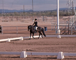 Lynfields Kiltuck competes in a dressage show in 1990 at WestWorld in Scottsdale, Arizona. Lynfields Kiltuck competes in a dressage show in 1990 at WestWorld in Scottsdale, Arizona.