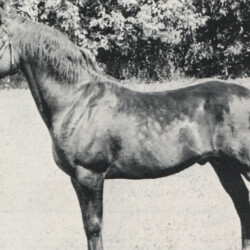 *Camlin Cinco, Connemara stallion