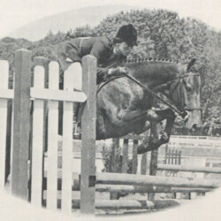 Gilnocky Taurus, 14-1 hands and age 7 in 1973, was large pony hunter champion of Vermont that year. Taurus was by the French Thoroughbred El Toro II out of Whitewood Kurlina (by Peanut Curley). He was bred by the late John Carter of Newton Square, Pennsylvania, and purchased by Gilnocky Farm as a 3-year-old. He had been successfully shown as a pony hunter for two seasons.