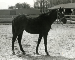 Kerrymor Spotlight as a yearling at Kerrymor Farm in Pacific, Missouri.