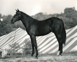 Kerrymor Spotlight as a yearling at the St. Louis National Charity Horse Show in St. Louis County, Missouri.