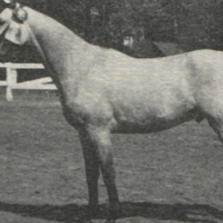 Dieudonnee Boldun was 2-year-old Connemara champion in hand at Woodstock in 1973 after being yearling champion the previous year. He was owned by Mrs. John Grew Jr. of Dieudonnee Farm in West Newbury, Massachusetts. Dieudonnee Boldun was 2-year-old Connemara champion in hand at Woodstock in 1973 after being yearling champion the previous year. He was owned by Mrs. John Grew Jr. of Dieudonnee Farm in West Newbury, Massachusetts.