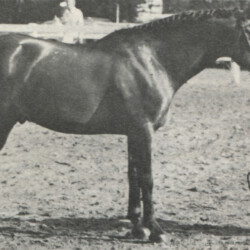 Connemara Lambay Seamus, of Dieudonnee Farm in West Newbury, Massachusetts, is shown in a photo that appeared in an ad in 1975. Connemara Lambay Seamus, of Dieudonnee Farm in West Newbury, Massachusetts, is shown in a photo that appeared in an ad in 1975.