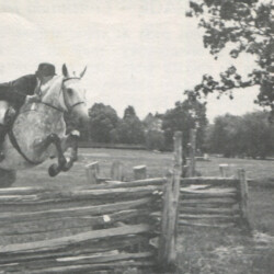 Rose Hill's Oharazan was Champion Connemara in Hand and Grand Champion Connemara at Woodstock in 1976.