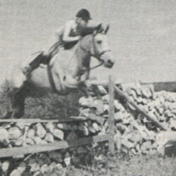 Avenns Golden Ruby placed first in six classes and won a halter class, as well, at an all-breed show in 1976, according to owner Doris Jacobi, of Alberta, Canada. Avenns Golden Ruby placed first in six classes and won a halter class, as well, at an all-breed show in 1976, according to owner Doris Jacobi, of Alberta, Canada.