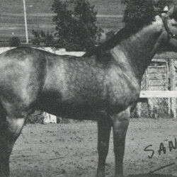 Custusha's Cashel Rock (out of Texas Hope by Springledge Taffy)