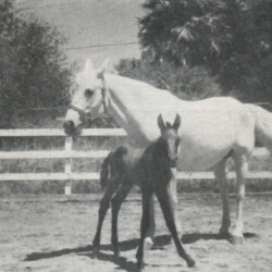 Belleek (foal), a Lusitano-Connemara crossbred, on Day 1 in 1978. He is by Lusitano sire Lique out of Bar Bar A's Summer Dream. Belleek (foal), a Lusitano-Connemara crossbred, on Day 1 in 1978. He is by Lusitano sire Lique out of Bar Bar A's Summer Dream.