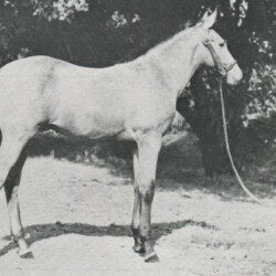Belleek, a Lusitano-Connemara crossbred, as a youngster in 1978. He is by Lusitano sire Lique out of Bar Bar A's Summer Dream. Belleek, a Lusitano-Connemara crossbred, as a youngster in 1978. He is by Lusitano sire Lique out of Bar Bar A's Summer Dream.