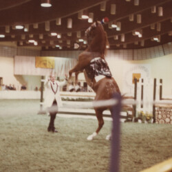 Mr. Rythm, a 16-3 hand American Saddlebred, and owner/rider Darrel Wallen entertain the audience at the St. Louis National Charity Horse Show in St. Louis County, Missouri, in the late 1970s or early 1980s.