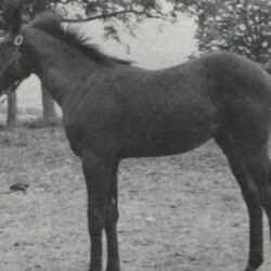 Rimon Simon, a 5-month old bay colt by Hideaways Greystone-Alex out of Rhythm in Rome, was offered as a combined training or dressage prospect. The seller was in Pennsylvania. Rimon Simon, a 5-month old bay colt by Hideaways Greystone-Alex out of Rhythm in Rome, was offered as a combined training or dressage prospect. The seller was in Pennsylvania.