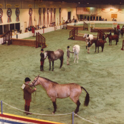 Connemaras line up after their hunter class during the nighttime program at the St. Louis National Charity Horse Show in 1979 at Queeny Park in St. Louis County. There were 21 entries in this class; two scratched. Custusha's Cashel Rock, with Michael Keough, won the class.