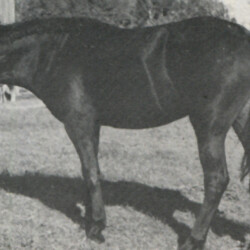 Timberlea's Easter Joy (by Far Above's Shannon out of Far Above's Bonny Leenane), a 15-2 hand dark bay mare born in 1975, was offered for sale in early 1980 by Timberlea Farms in Girard, Pennsylvania. Timberlea's Easter Joy (by Far Above's Shannon out of Far Above's Bonny Leenane), a 15-2 hand dark bay mare born in 1975, was offered for sale in early 1980 by Timberlea Farms in Girard, Pennsylvania.