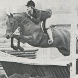 Up to Par, a 14.1 1/2 hand bay Connemara-Thoroughbred mare, 6, q
