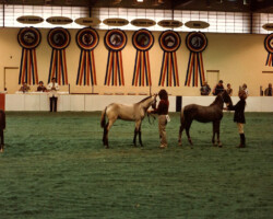 Kerrymor Texas Gold competes in a Connemara foal class at the St. Louis National Charity Horse Show in the fall of 1980. Kerrymor Texas Gold competes in a Connemara foal class at the St. Louis National Charity Horse Show in the fall of 1980.