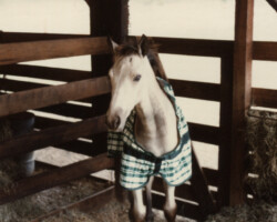 Kerrymor Texas Gold in his stall in 1980 at Kerrymor Farm in Pacific, Missouri.