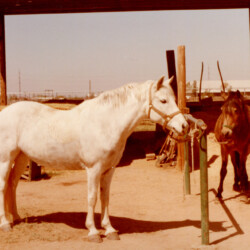 An unidentified white Connemara and Spring Ledge Bridgette at Foxglove Farm in Laveen, Arizona, in the mid-1980s. If you know who the white Connemara is, please let us know. An unidentified white Connemara and Spring Ledge Bridgette at Foxglove Farm in Laveen, Arizona, in the mid-1980s. If you know who the white Connemara is, please let us know.