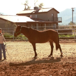 Marian Molthan, MD, with Camus John's Gladiator, who lived at Foxglove Farm in this paddock in the mid-1980s. He had one foal for Doc, Foxglove Oscar Wild, out of Paula, a wild mustang, in 1987. Paula lived with Gladiator in this enclosure. Not sure who the white Connemara is in the photo. Gladiator was born in 1964 and would have been in his 20s in this photo. Marian Molthan, MD, with Camus John's Gladiator, who lived at Foxglove Farm in this paddock in the mid-1980s. He had one foal for Doc, Foxglove Oscar Wild, out of Paula, a wild mustang, in 1987. Paula lived with Gladiator in this enclosure. Not sure who the white Connemara is in the photo. Gladiator was born in 1964 and would have been in his 20s in this photo.
