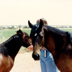 Foxglove Moonshine and Erin's Tullamore Dew (1986, out of Oak Hills Indecision by Spring Ledge Irish Whiskey) with owner Marian Molthan, MD, at Foxglove Farm in Laveen, Arizona, in the late 1980s. Molly Brown, as she was called, went to Heaven's Ridge Farm in the Phoenix area. She had at least three foals. Foxglove Moonshine and Erin's Tullamore Dew (1986, out of Oak Hills Indecision by Spring Ledge Irish Whiskey) with owner Marian Molthan, MD, at Foxglove Farm in Laveen, Arizona, in the late 1980s. Molly Brown, as she was called, went to Heaven's Ridge Farm in the Phoenix area. She had at least three foals.