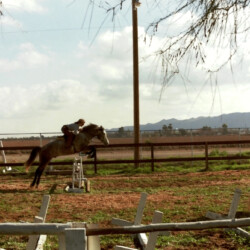 Kathy McCarthy jumps a Connemara at Foxglove Farm in the mid-1980s in Laveen, Arizona. If you know who this Connemara is, please let us know. Kathy McCarthy jumps a Connemara at Foxglove Farm in the mid-1980s in Laveen, Arizona. If you know who this Connemara is, please let us know.