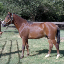 Foxglove Killian Red (1986, out of Oak Hills Foxglove by Spring Ledge Irish Whiskey) at Foxglove Farm in Laveen, Arizona, in the late 1980s. Willie, a stallion, had at least four foals. Foxglove Killian Red (1986, out of Oak Hills Foxglove by Spring Ledge Irish Whiskey) at Foxglove Farm in Laveen, Arizona, in the late 1980s. Willie, a stallion, had at least four foals.