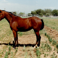 Foxglove Playmate (1986, out of an Arabian more by Spring Ledge Irish Whiskey) at Foxglove Farm in Laveen, Arizona, in the late 1980s. Playmate was purchased by a young girl around 1989, and the two went on to do quite well in the open pony hunter division in Arizona. Foxglove Playmate (1986, out of an Arabian more by Spring Ledge Irish Whiskey) at Foxglove Farm in Laveen, Arizona, in the late 1980s. Playmate was purchased by a young girl around 1989, and the two went on to do quite well in the open pony hunter division in Arizona.
