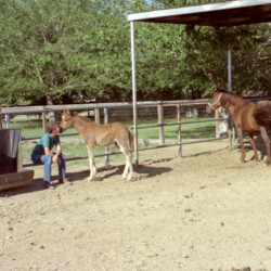 Terry McKenna with Foxglove Oscar Wild and Oscar's mother, Paula, a wild mustang, in 1987 at Foxglove Farm in Laveen, Arizona. Oscar was by Camus John's Gladiator, who lived at Foxglove Farm in the mid-1980s. Terry McKenna with Foxglove Oscar Wild and Oscar's mother, Paula, a wild mustang, in 1987 at Foxglove Farm in Laveen, Arizona. Oscar was by Camus John's Gladiator, who lived at Foxglove Farm in the mid-1980s.