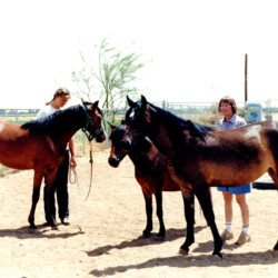 Foxglove's Playmate, an unidentified pony, and Erin's Tullamore Dew with owner Marian Molthan, MD, at Foxglove Farm in Laveen, Arizona, in the late 1980s. Molly Brown, as Tullamore Dew was called, went to Heaven's Ridge Farrm in the Phoenix area. She had at least three foals. Foxglove's Playmate, an unidentified pony, and Erin's Tullamore Dew with owner Marian Molthan, MD, at Foxglove Farm in Laveen, Arizona, in the late 1980s. Molly Brown, as Tullamore Dew was called, went to Heaven's Ridge Farrm in the Phoenix area. She had at least three foals.
