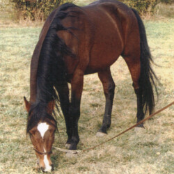 Greenway's Erin Rosslare, out of Greystone Erin Moireen by Greenway's Kilross. He had at least five foals, including Sir Galen's Gild of Ledgewood, out of Kerrymor's Littlest Angel, and Ledgewood's Benbaum, out of Heaven's Ridge Mistykil Sunset. (Photo by Kathy Manyo) Greenway's Erin Rosslare, out of Greystone Erin Moireen by Greenway's Kilross. He had at least five foals, including Sir Galen's Gild of Ledgewood, out of Kerrymor's Littlest Angel, and Ledgewood's Benbaum, out of Heaven's Ridge Mistykil Sunset. (Photo by Kathy Manyo)