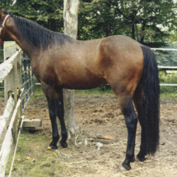 Greenway's Erin Rosslare, out of Greystone Erin Moireen by Greenway's Kilross. He had at least five foals, including Sir Galen's Gild of Ledgewood, out of Kerrymor's Littlest Angel, and Ledgewood's Benbaum, out of Heaven's Ridge Mistykil Sunset. (Photo by Kathy Manyo) Greenway's Erin Rosslare, out of Greystone Erin Moireen by Greenway's Kilross. He had at least five foals, including Sir Galen's Gild of Ledgewood, out of Kerrymor's Littlest Angel, and Ledgewood's Benbaum, out of Heaven's Ridge Mistykil Sunset. (Photo by Kathy Manyo)