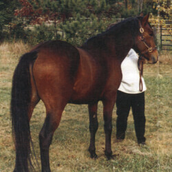 Greenway's Erin Rosslare, out of Greystone Erin Moireen by Greenway's Kilross. He had at least five foals, including Sir Galen's Gild of Ledgewood, out of Kerrymor's Littlest Angel, and Ledgewood's Benbaum, out of Heaven's Ridge Mistykil Sunset. (Photo by Kathy Manyo)