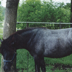 Greystone Anne Laurella, birth year unknown, was out of Hideaway's Smitheranne by Rosenaharley Laurens. She had at least three foals. (Photo by Kathy Manyo) Greystone Anne Laurella, birth year unknown, was out of Hideaway's Smitheranne by Rosenaharley Laurens. She had at least three foals. (Photo by Kathy Manyo)