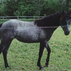 Greystone Anne Laurella, birth year unknown, was out of Hideaway's Smitheranne by Rosenaharley Laurens. She had at least three foals. (Photo by Kathy Manyo)