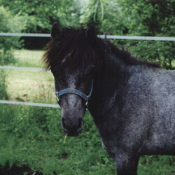 Greystone Anne Laurella, birth year unknown, was out of Hideaway's Smitheranne by Rosenaharley Laurens. She had at least three foals. (Photo by Kathy Manyo)