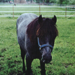 Greystone Anne Laurella, birth year unknown, was out of Hideaway's Smitheranne by Rosenaharley Laurens. She had at least three foals. (Photo by Kathy Manyo)