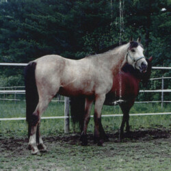 Ledgewood's Karack Beau Tuck, born in the 1990s, was out of Heaven's Ridge Mistykil Sunset (Lexi) by Balmullo's Same as Gold. Beau was Lexi's first foal. He sired several foals of his own. (Photo by Kathy Manyo) Ledgewood's Karack Beau Tuck, born in the 1990s, was out of Heaven's Ridge Mistykil Sunset (Lexi) by Balmullo's Same as Gold. Beau was Lexi's first foal. He sired several foals of his own. (Photo by Kathy Manyo)