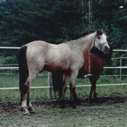 Ledgewood's Karack Beau Tuck, born in the 1990s, was out of Heaven's Ridge Mistykil Sunset (Lexi) by Balmullo's Same as Gold. Beau was Lexi's first foal. He sired several foals of his own. (Photo by Kathy Manyo)