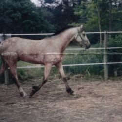 Ledgewood's Karack Beau Tuck, born in the 1990s, was out of Heaven's Ridge Mistykil Sunset (Lexi) by Balmullo's Same as Gold. Beau was Lexi's first foal. He sired several foals of his own. (Photo by Kathy Manyo)
