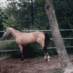 Ledgewood's Karack Beau Tuck, born in the 1990s, was out of Heaven's Ridge Mistykil Sunset (Lexi) by Balmullo's Same as Gold. Beau was Lexi's first foal. He sired several foals of his own. (Photo by Kathy Manyo)