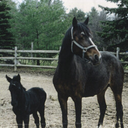 Ledgewood's Greystone McKennon, born in the 1990s, was the second colt of Heaven's Ridge Mistykil Sunset. He was by Pony Hollow Winter Rebel. He was sold to a girl in Ohio.