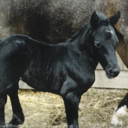 Ledgewood's Greystone McKennon, born in the 1990s, was the second colt of Heaven's Ridge Mistykil Sunset. He was by Pony Hollow Winter Rebel. He was sold to a girl in Ohio. (Photo by Kathy Manyo)