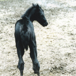 Ledgewood's Greystone McKennon, born in the 1990s, was the second colt of Heaven's Ridge Mistykil Sunset. He was by Pony Hollow Winter Rebel. He was sold to a girl in Ohio. (Photo by Kathy Manyo)