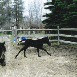 Ledgewood's Greystone McKennon, born in the 1990s, was the second colt of Heaven's Ridge Mistykil Sunset. He was by Pony Hollow Winter Rebel. He was sold to a girl in Ohio. (Photo by Kathy Manyo)