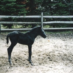 Ledgewood's Greystone McKennon, born in the 1990s, was the second colt of Heaven's Ridge Mistykil Sunset. He was by Pony Hollow Winter Rebel. He was sold to a girl in Ohio. (Photo by Kathy Manyo)